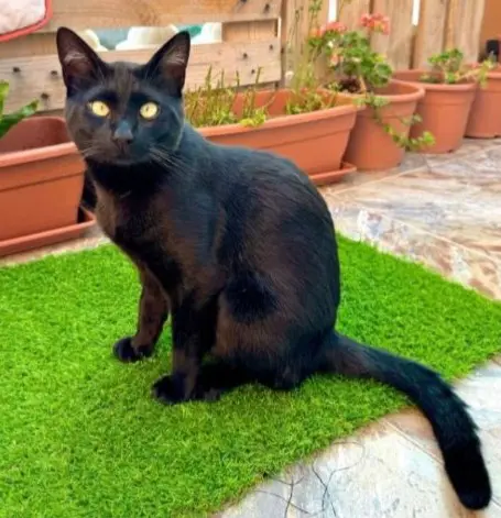 gato lost     Woody