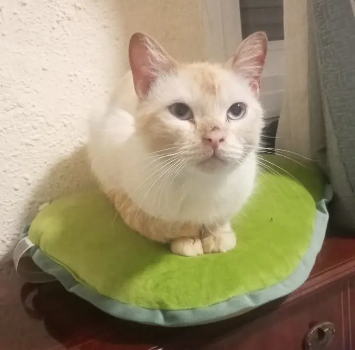 gato lost   13700 Tomelloso Armando
