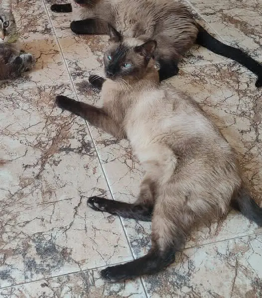 gato lost   13630 Socuéllamos Shiro
