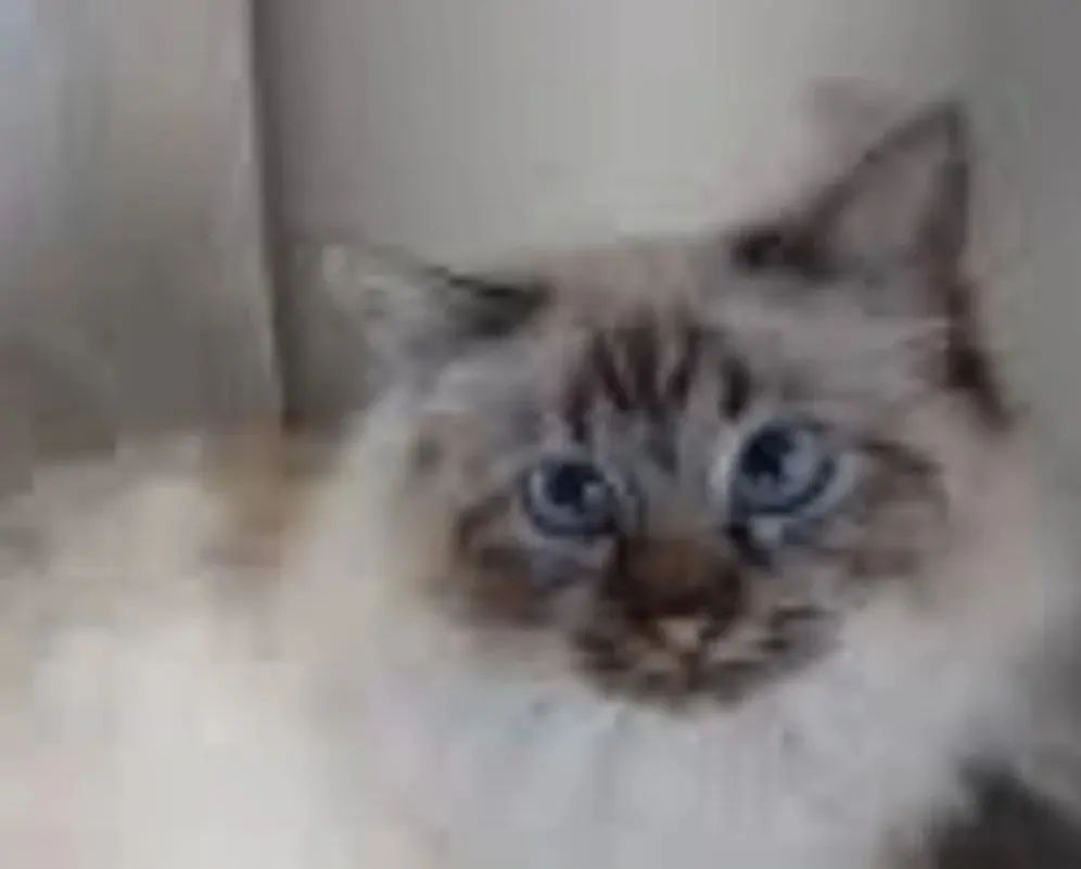 gato lost   12412 Geldo Gato
