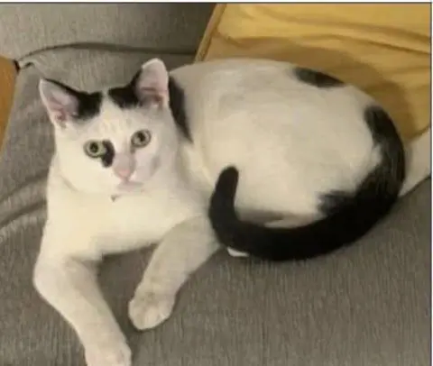 gato lost  Carrer de Torrelameu 25001 Lérida Tim