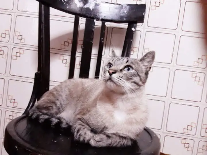 gato lost  Plaça de la Vila 25151 Aspa Rayitas