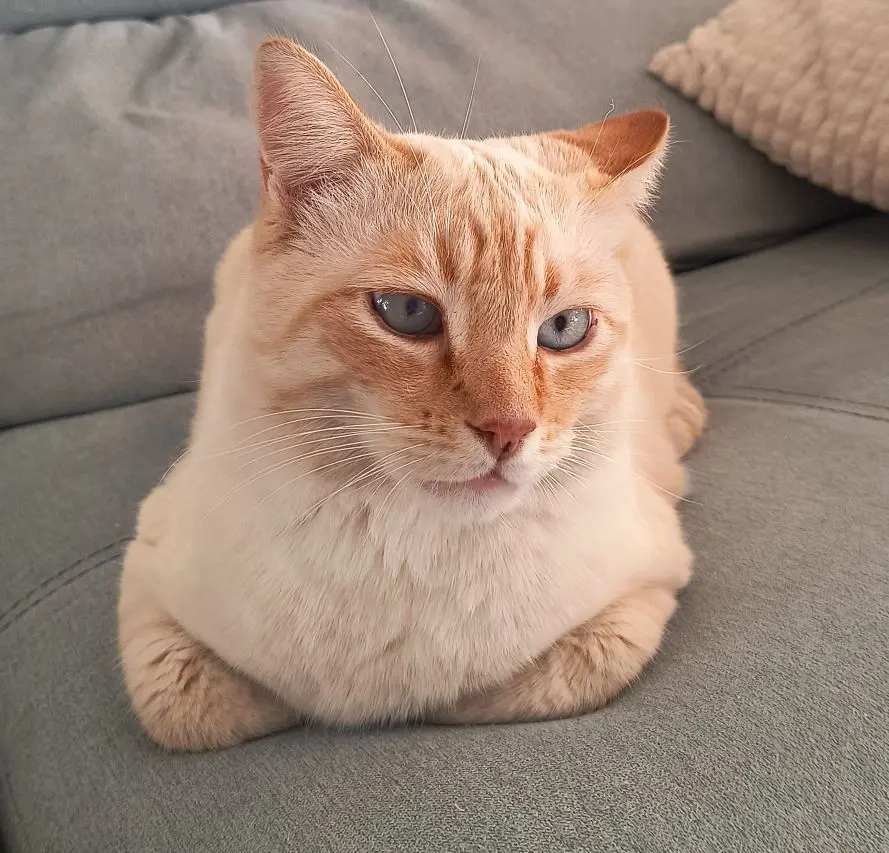 gato lost  Gran Canarias 35518 Tías Alfio