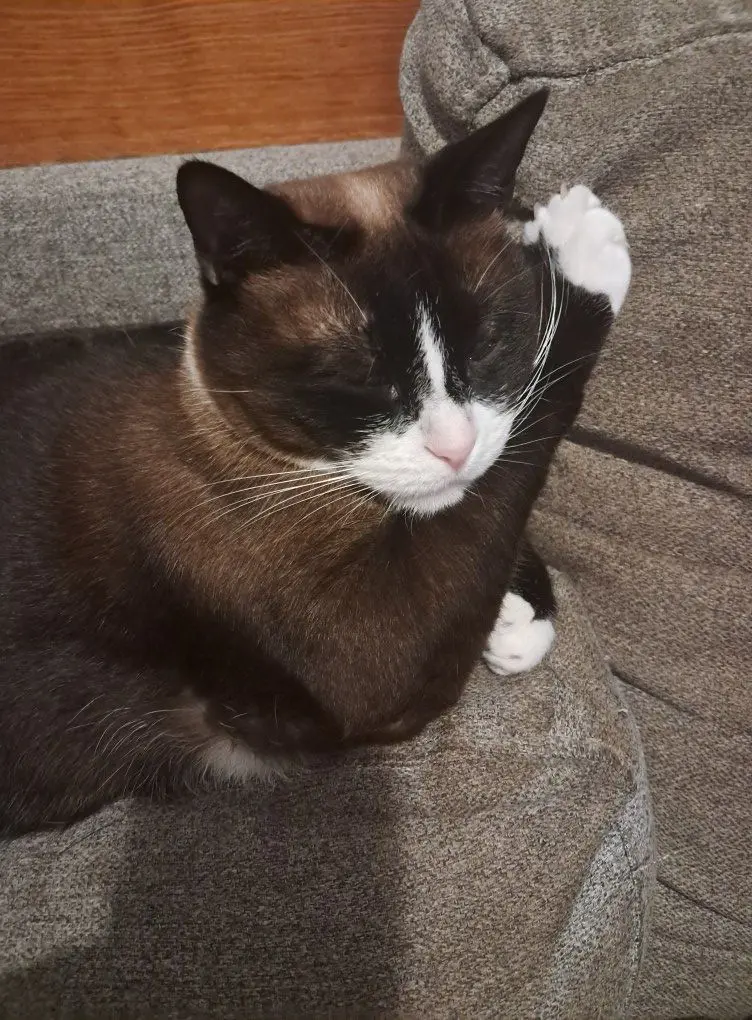gato lost  Gran Canarias 35518 Tías Alizz