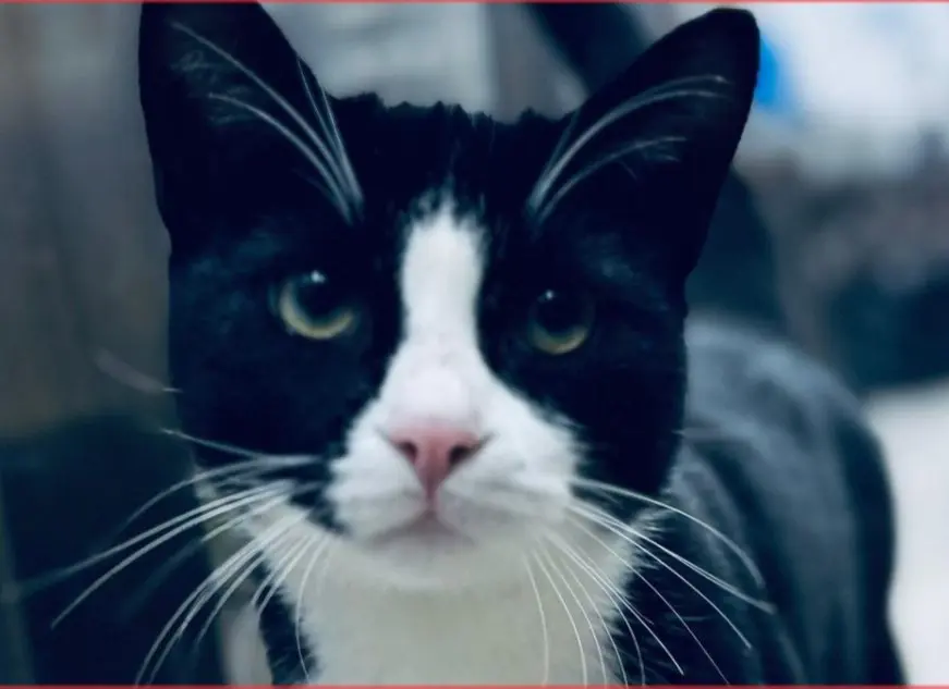 gato lost  Gran Canarias 35518 Tías Atlante