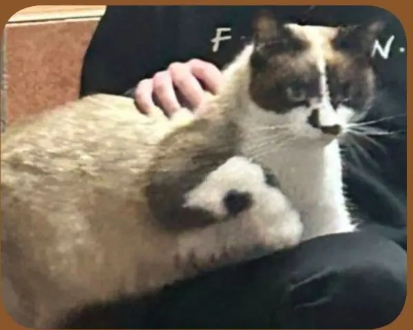 gato lost  Gran Canarias 35518 Tías Chocolate
