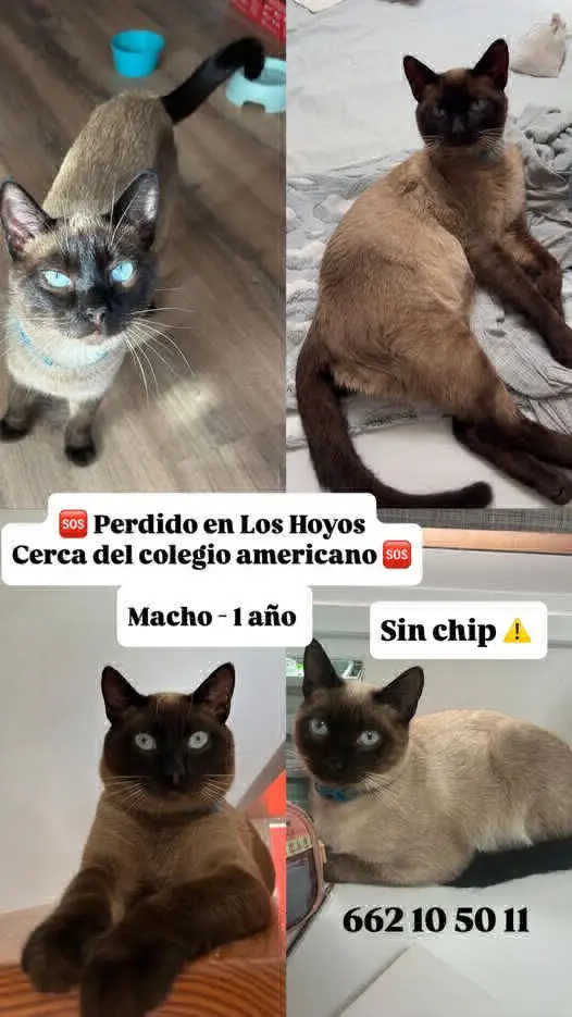gato lost  Gran Canarias 35518 Tías Ciro