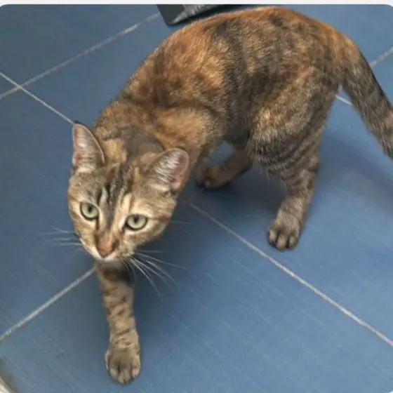 gato lost  Gran Canarias 35518 Tías Dama