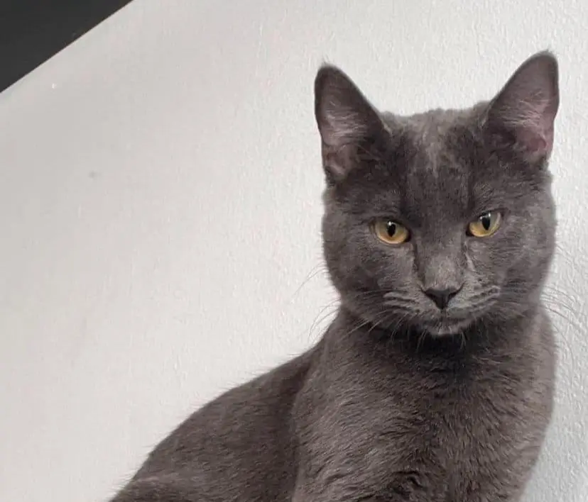 gato lost  Gran Canarias 35518 Tías Dobby