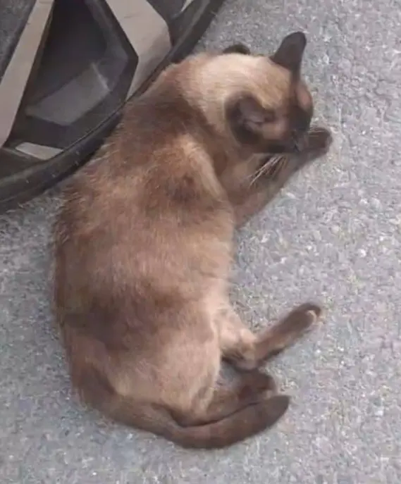 gato lost  Gran Canarias 35518 Tías Eros