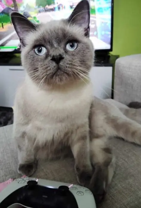 gato lost  Gran Canarias 35518 Tías Gato