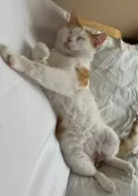 gato lost  Gran Canarias 35518 Tías Gato snoken