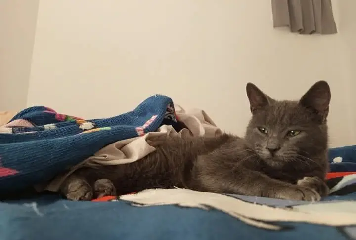 gato lost  Gran Canarias 35518 Tías Gatto