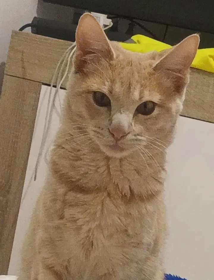 gato lost  Gran Canarias 35518 Tías Gitano