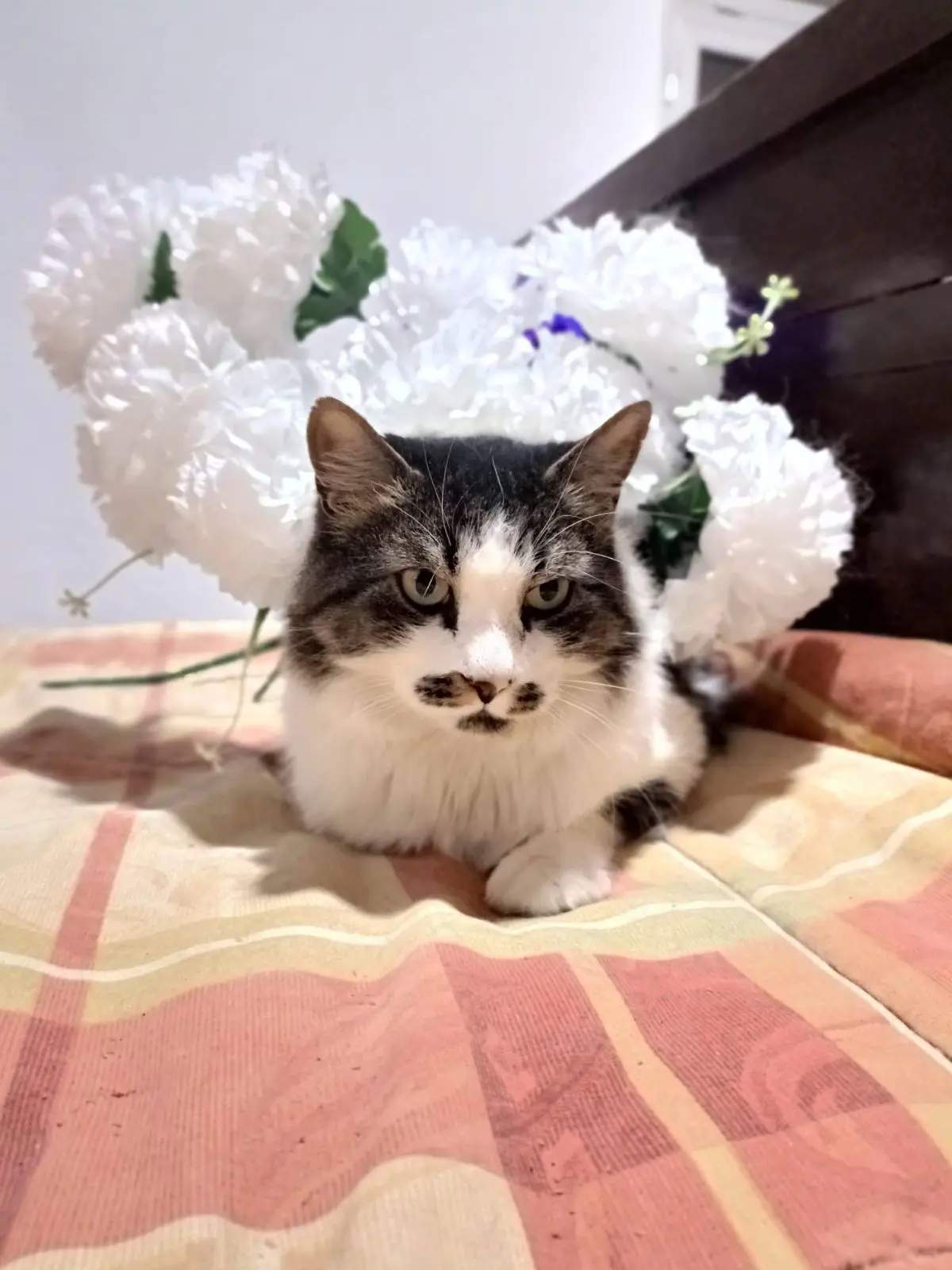 gato lost  Gran Canarias 35518 Tías Jace
