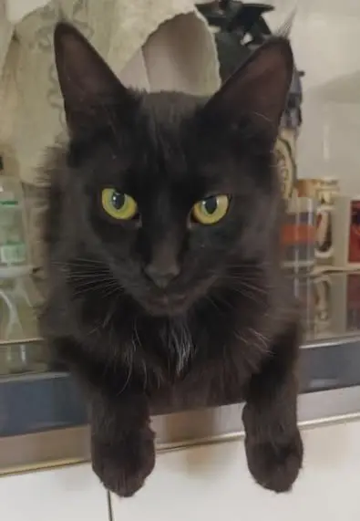 gato lost  Gran Canarias 35518 Tías Junior