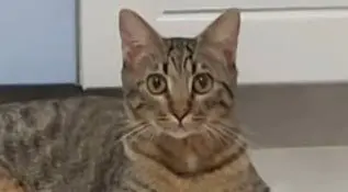 gato lost  Gran Canarias 35518 Tías Loki