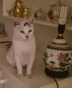 gato lost  Gran Canarias 35518 Tías Marley