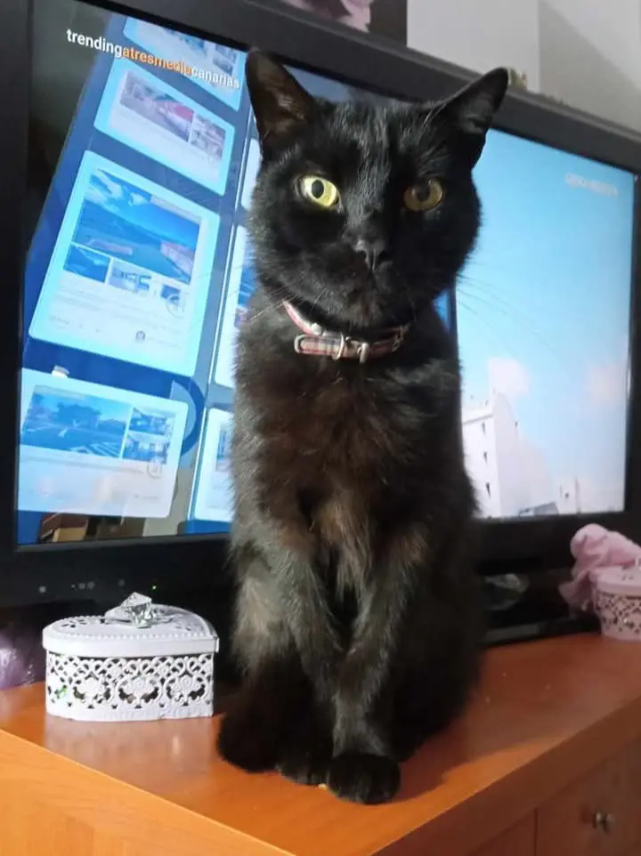 gato lost  Gran Canarias 35518 Tías Michi