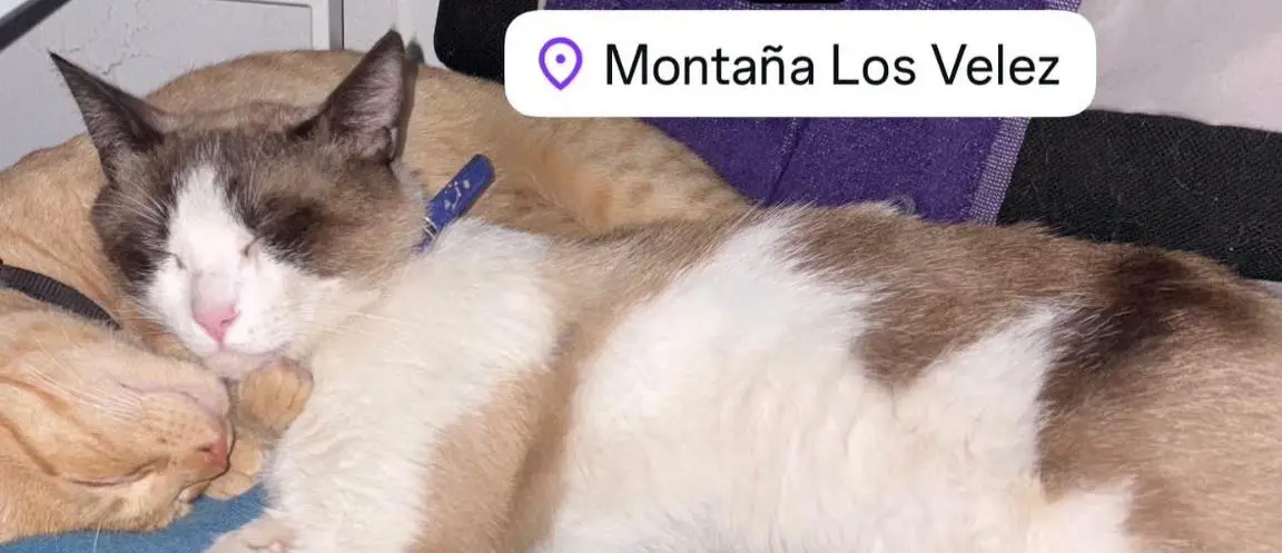 gato lost  Gran Canarias 35518 Tías Miko