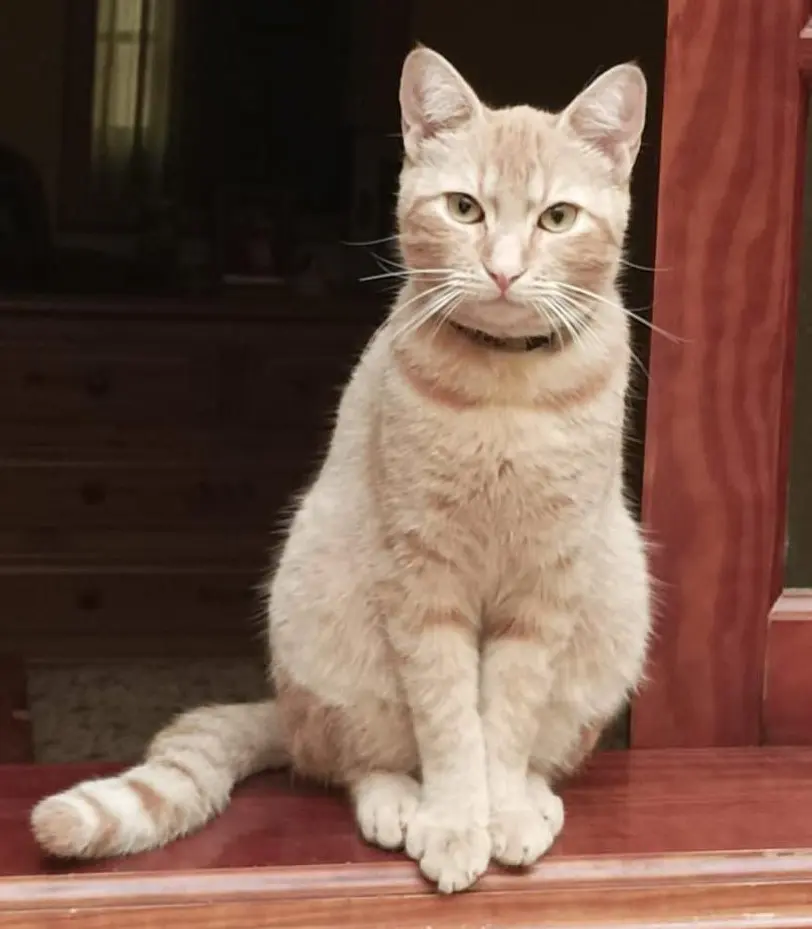 gato lost  Gran Canarias 35518 Tías Missi