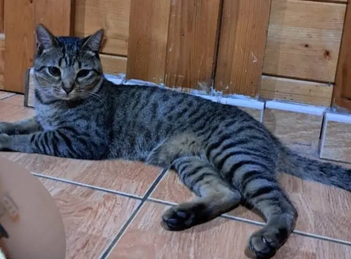 gato lost  Gran Canarias 35518 Tías Morty