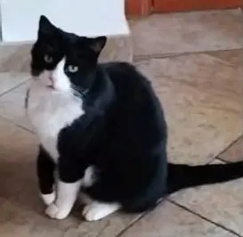 gato lost  Gran Canarias 35518 Tías Mukat