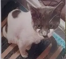 gato lost  Gran Canarias 35518 Tías Nieves