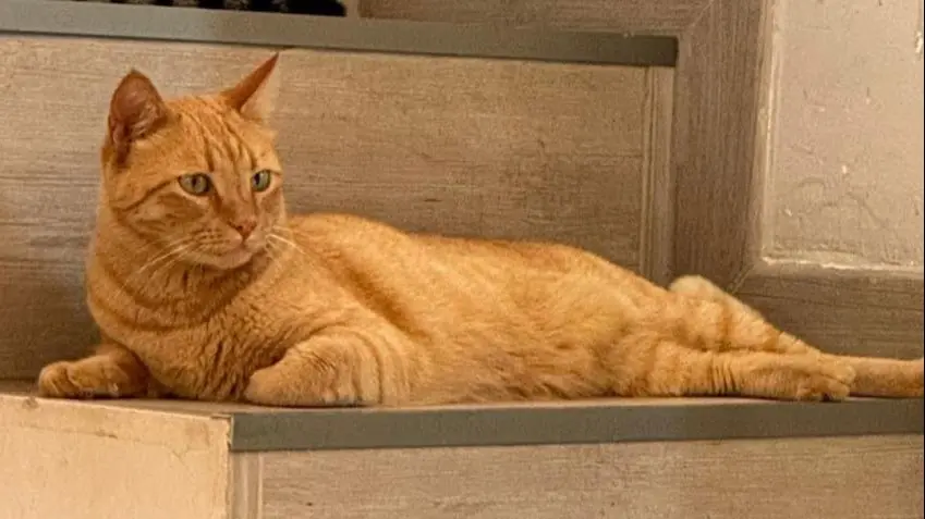 gato lost  Gran Canarias 35518 Tías Pirlo