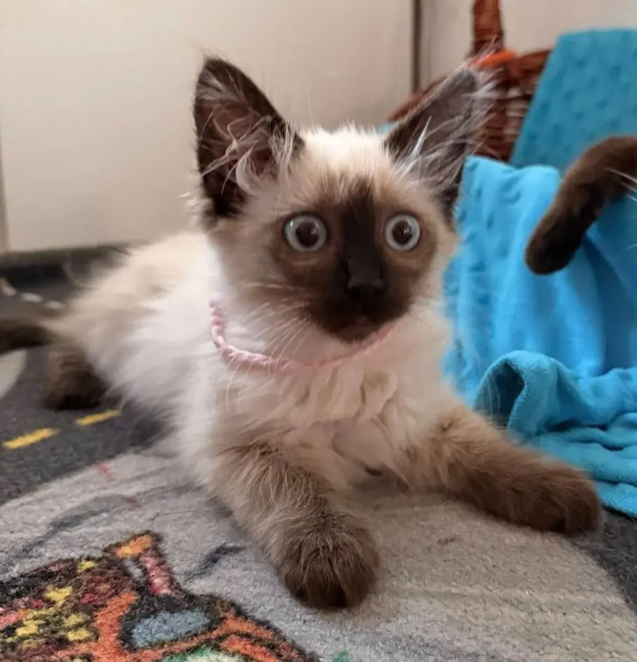 gato lost  Gran Canarias 35518 Tías Pusia