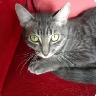 gato lost  Gran Canarias 35518 Tías Ratón
