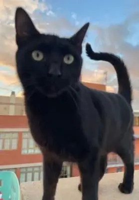 gato lost  Gran Canarias 35518 Tías Salvaje