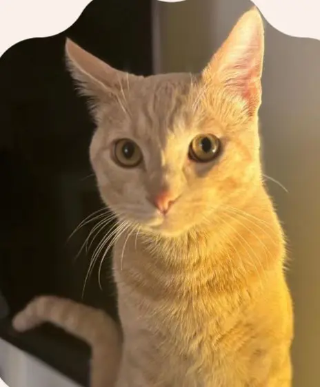 gato lost  Gran Canarias 35518 Tías Simba