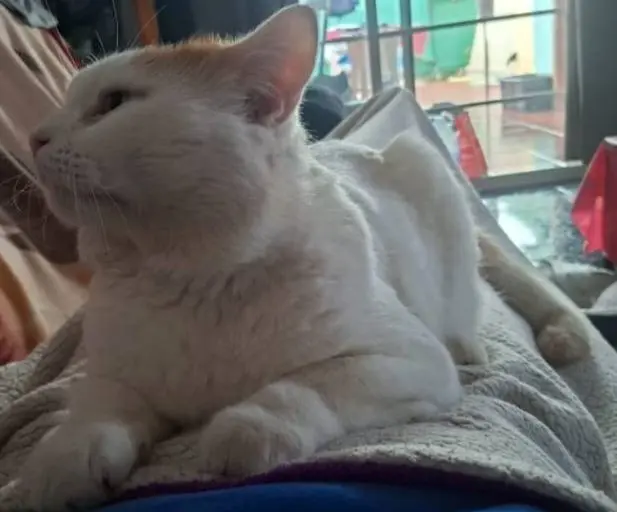 gato lost  Gran Canarias 35518 Tías Sonneland