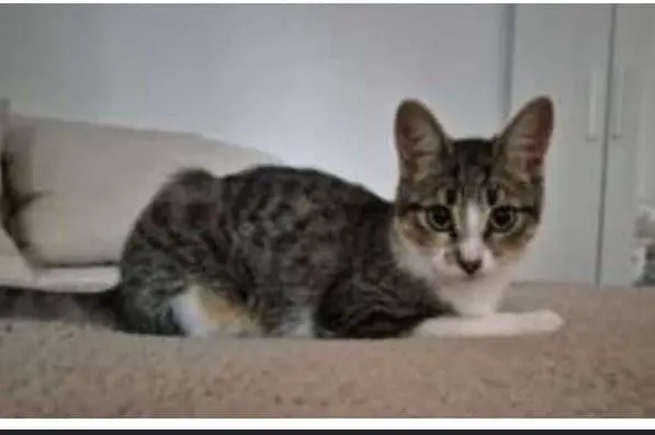 gato lost  Gran Canarias 35518 Tías Thaiti