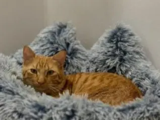 gato lost  Gran Canarias 35518 Tías Tigger