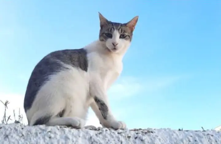 gato lost  Gran Canarias 35518 Tías Topino