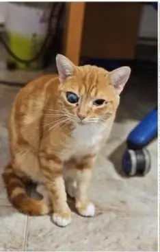 gato lost  Gran Canarias 35518 Tías Yoda