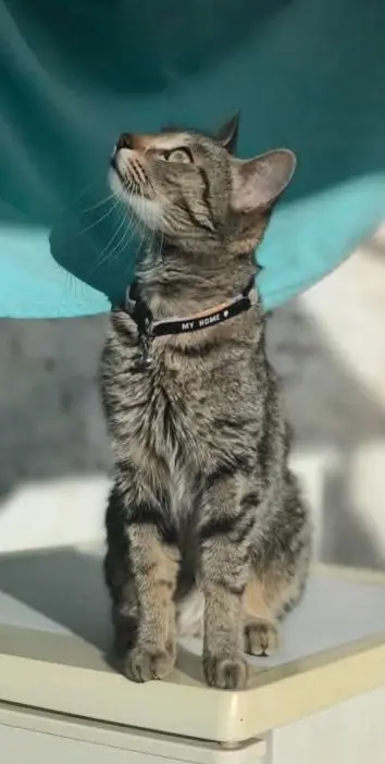 gato lost  Gran Canarias 35518 Tías Yuki