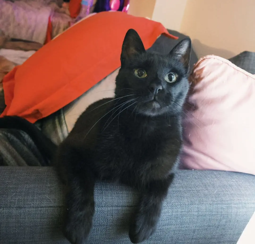 gato lost    Palafrugell Abebe