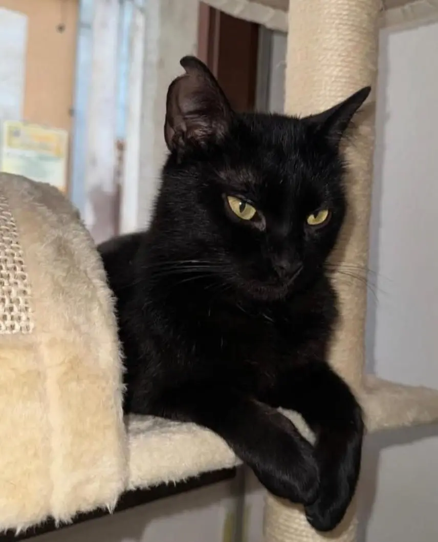 gato lost   17142 Verges Blacky