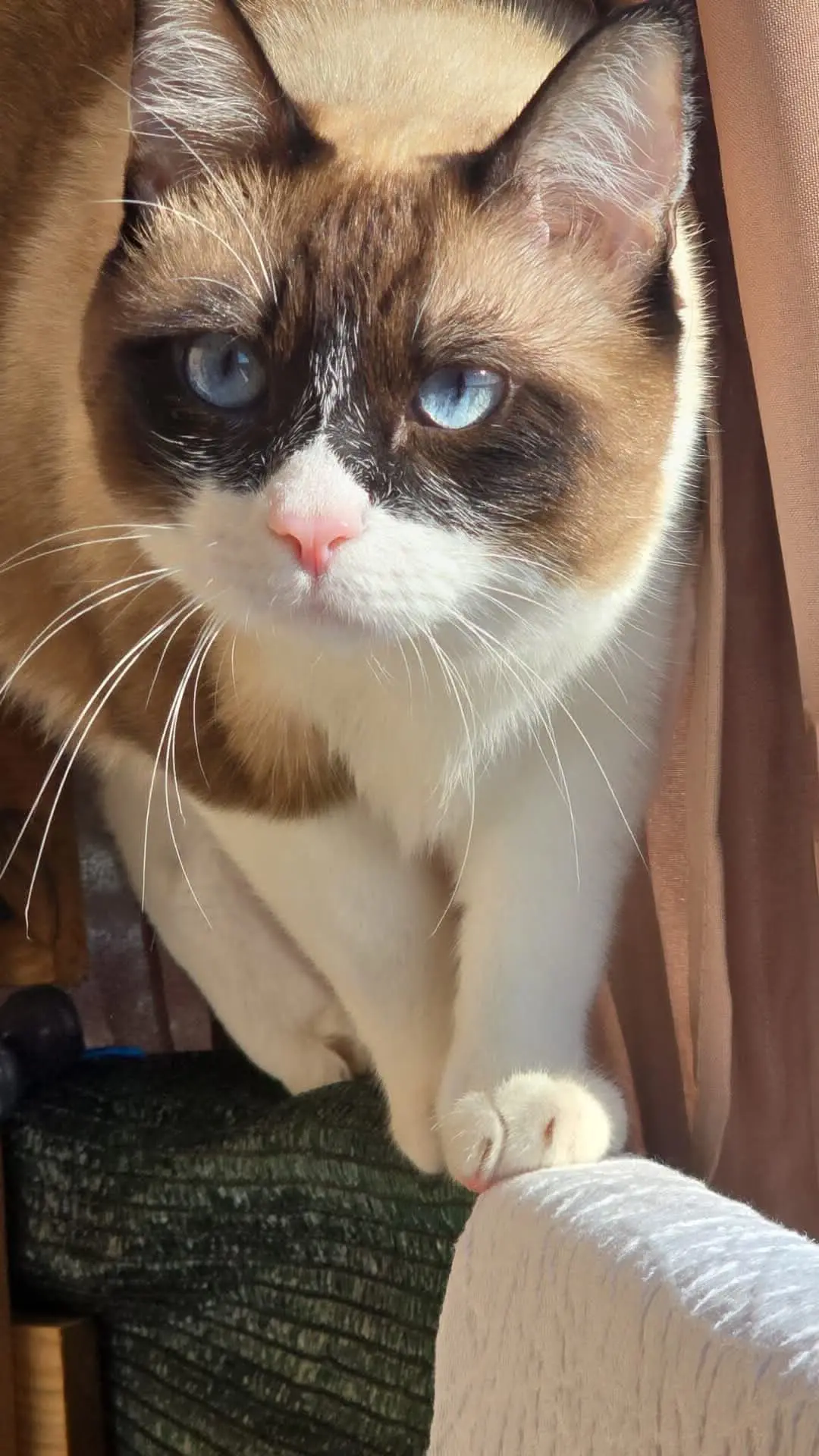 gato lost    Palafrugell Milo