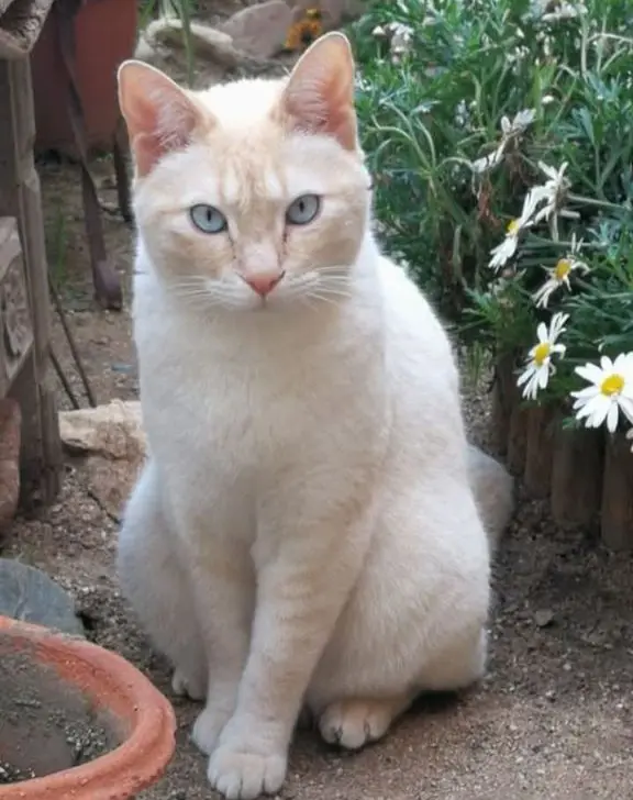 gato lost    Palafrugell Murri