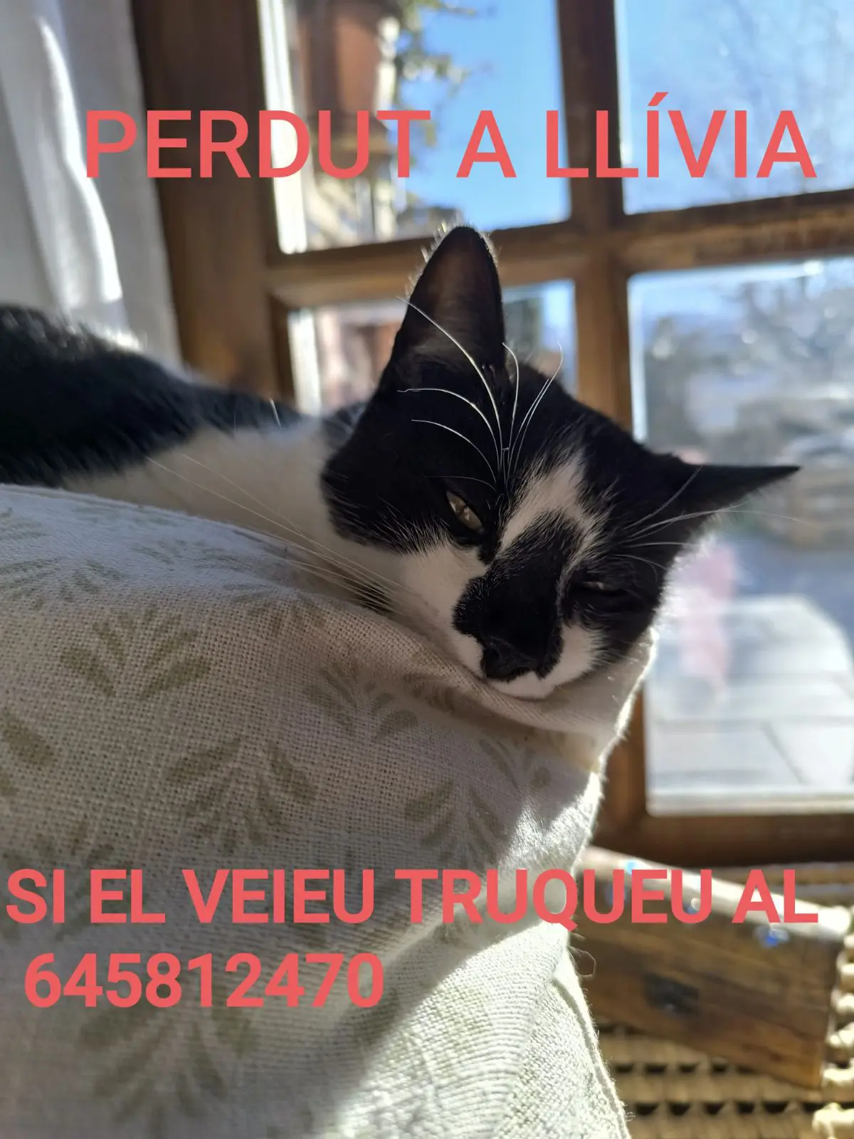 gato lost   17527 Llívia Ares