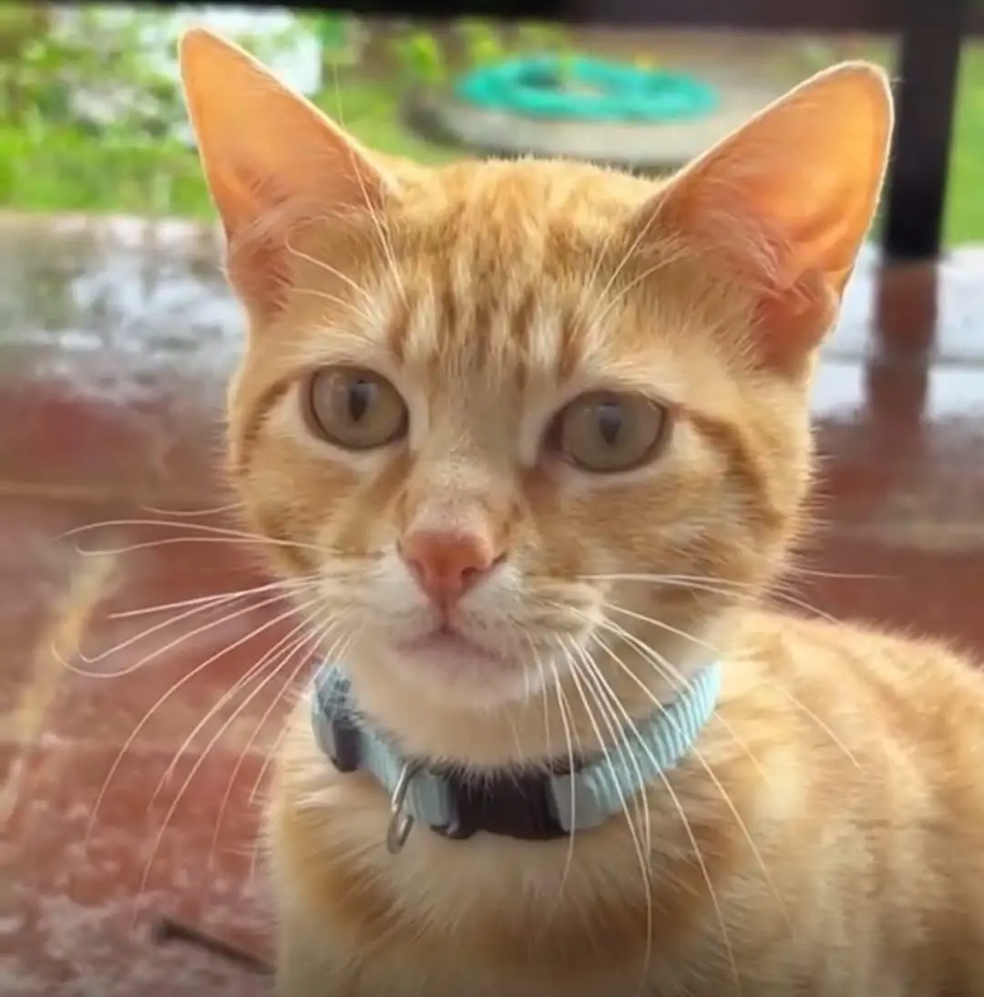 gato lost   17538 Urús Quisso