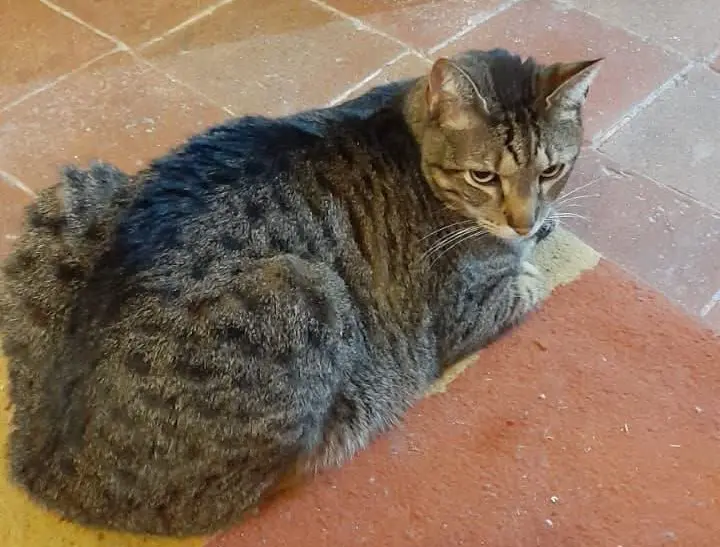 gato lost   17240 Llagostera Tommy