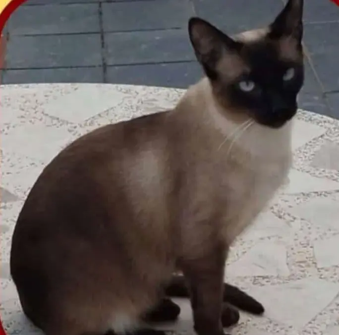 gato lost   17480 Roses Friki