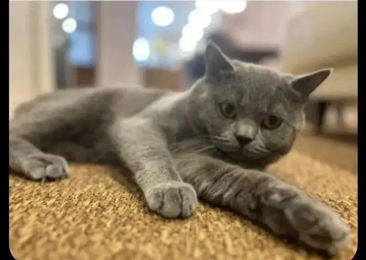 gato lost    Figuières Ninu