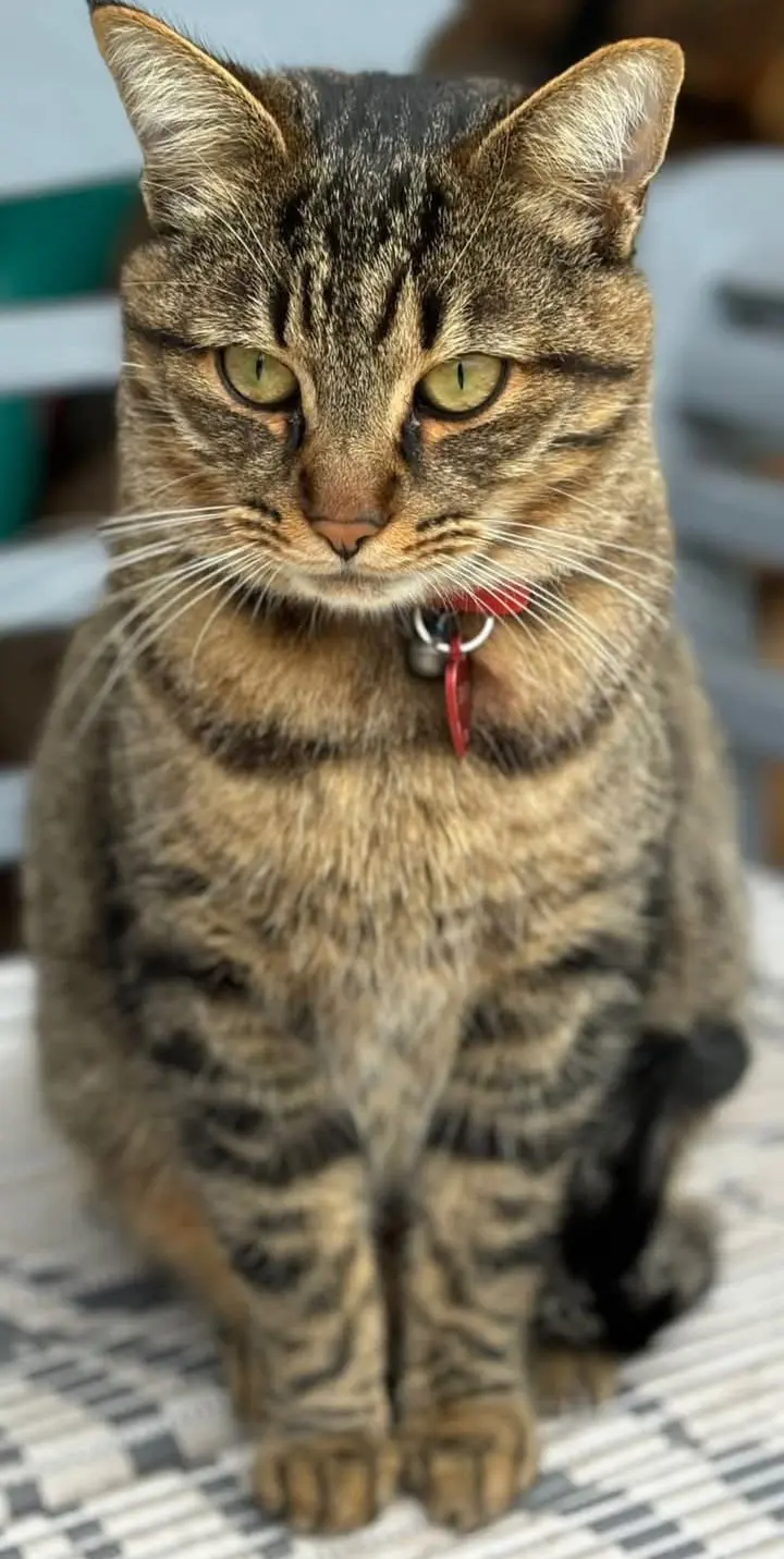 gato lost   17480 Roses Sacha