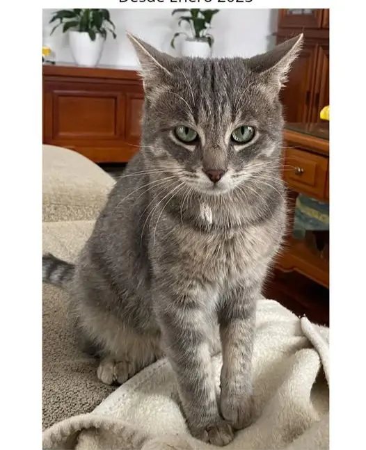 gato lost    Moclín Coco